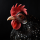 A supermodel chicken